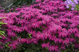 Monarda 'Leading Lady Razzberry' New 2024